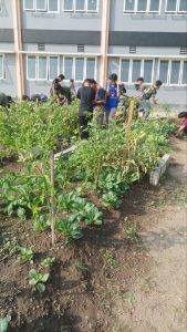 Siswa MA Ibnu Abbas As Salafy Laksanakan Kegiatan Berkebun sebagai Pembelajaran Karakter dan Kemandirian